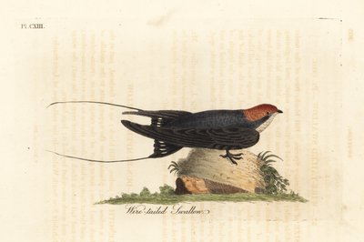 Hirondelle à queue de fil, Hirundo smithii. Gravure à la main par John Latham de son propre A General History of Birds, Winchester - John Latham