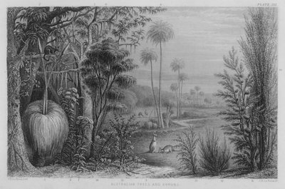 Arbres et arbustes australiens - John Le Keux