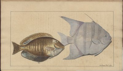 Dessins de Lindsay Vol. VII, 8 - John Lindsay