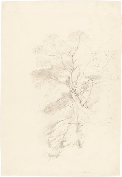 Un bois de hêtres - John Linnell