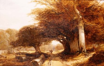 Paysage forestier - John Middleton