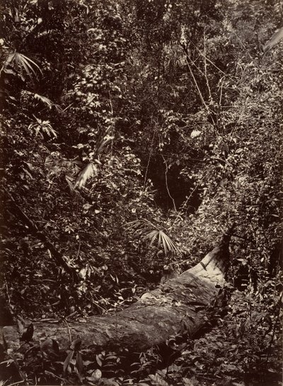 Paysage tropical, Forêt tropicale, 1871 - John Moran
