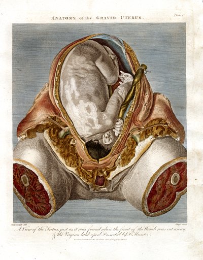 Anatomie de l