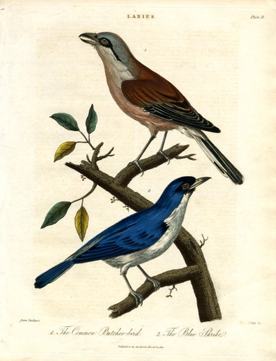 Bouscarle commune et pie-grièche bleue - John Pass