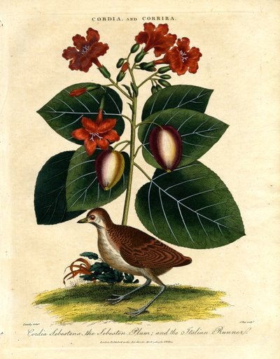 Cordia et Corrira : Sebesten Plum et Italian Runner - John Pass