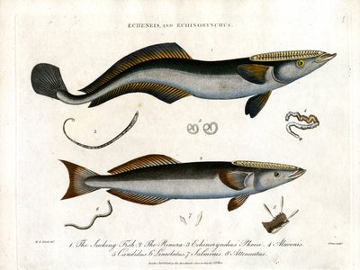 Echeneis et Echinorynchus : Poisson suceur et saumon épineux - John Pass