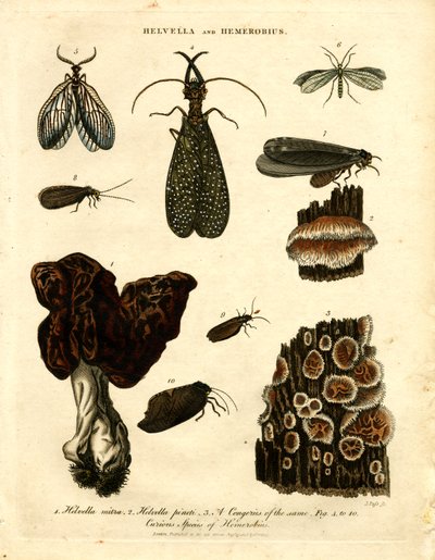 Helvella et Hemerobius - John Pass