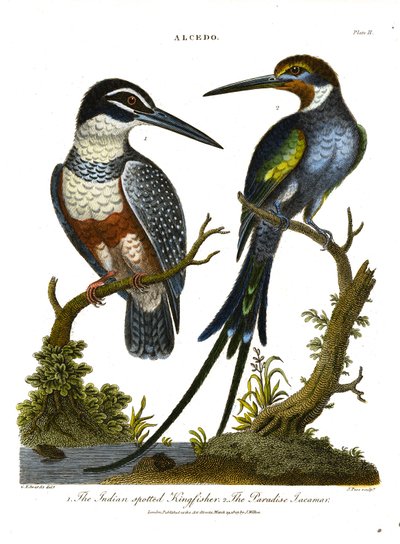 Martin-pêcheurs (Alcedo) : Martin-pêcheur indien et Jacamar de paradis - John Pass