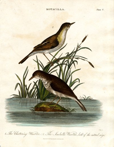 Motacilla : fauvette bavarde et fauvette isabelle - John Pass