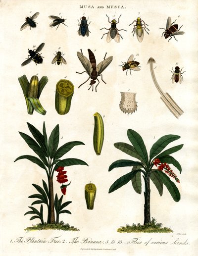 Musa et Musca - Bananiers et diverses espèces de mouches - John Pass