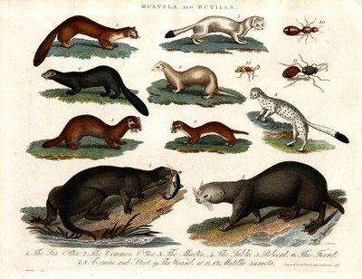 Mustela et Mutilla : Illustration de divers mustélidés et insectes mutilés - John Pass
