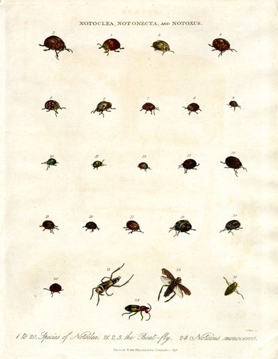Coléoptères Notoclea, Notonecta et Notoxus - John Pass