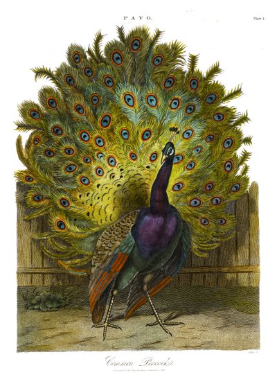 Pavo : Paon commun - John Pass