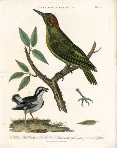 Phytotome et Pic avec détails anatomiques - John Pass