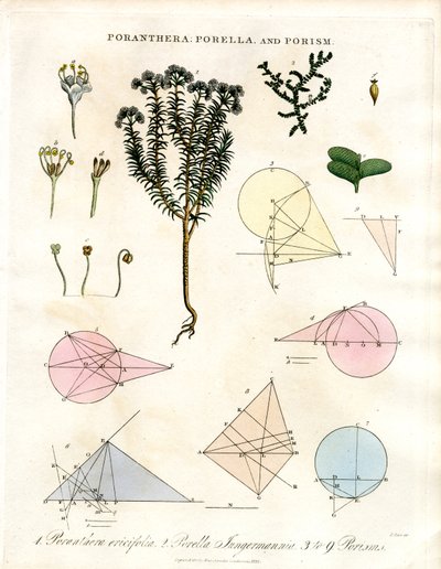 Poranthera ; Porella et Porismes - John Pass