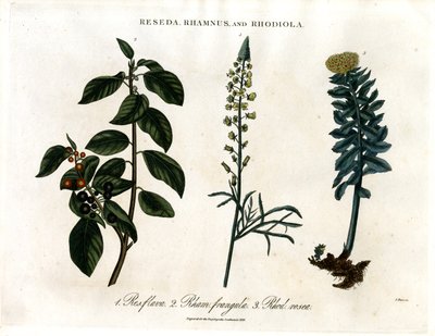Reseda ; Rhamnus et Rhodiola - John Pass
