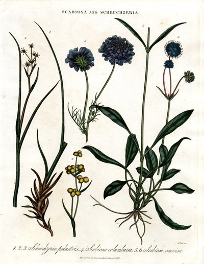 Scabiosa et Scheuchzeria - John Pass