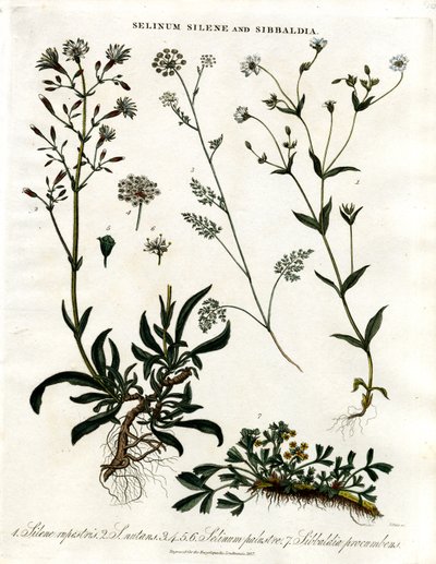 Selinum ; Silene et Sibbaldia - John Pass