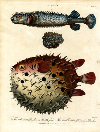 Divers poissons-épics (Diodon) - John Pass