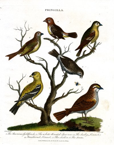 Diverses espèces de pinsons (Fringilla) - John Pass