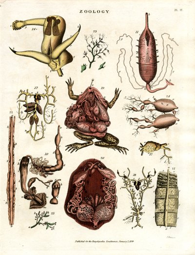Zoologie Pl. II : Illustrations anatomiques de divers animaux et organes - John Pass