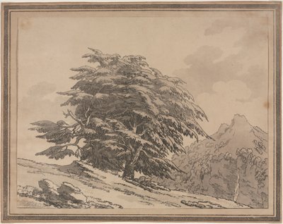 Delineations of the General Character Ramifications and Foliage of Forest Trees: Cèdre - John Robert Cozens