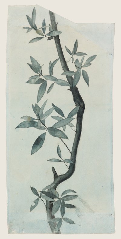 Étude de Feuilles de Saule, c.1857 - John Ruskin
