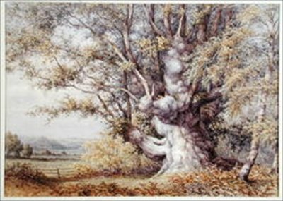 Écureuils dans un vieux chêne - John Skinner Clifton