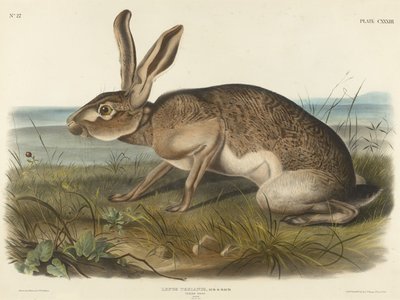 Lièvre texian, 1848 - John T. Bowen