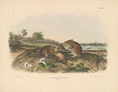 Rat de coton - John T. Bowen, after John James Audubon