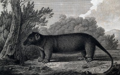 Opossum, gravure d