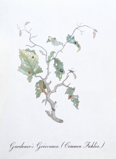 Grief du jardinier (Fahlia Commune), illustration de 