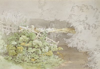 Plantes de quai près d