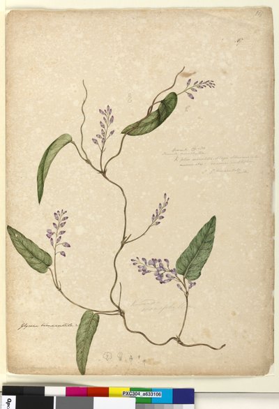 Page 107. Glycine bimaculataGlycine tabacina? - John William Lewin