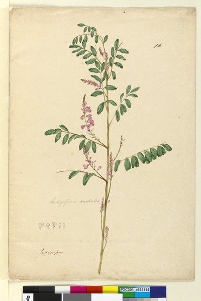 Page 116. Indigofera australis - John William Lewin
