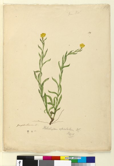 Page 119. Helichrysum apiculatumChrysocephalum apiculatum - John William Lewin