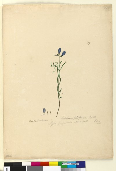 Page 129. Ionidium filiforme, c.1803-06 - John William Lewin