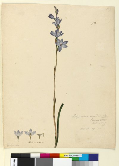 Page 133. Thelymitra ixioides - John William Lewin