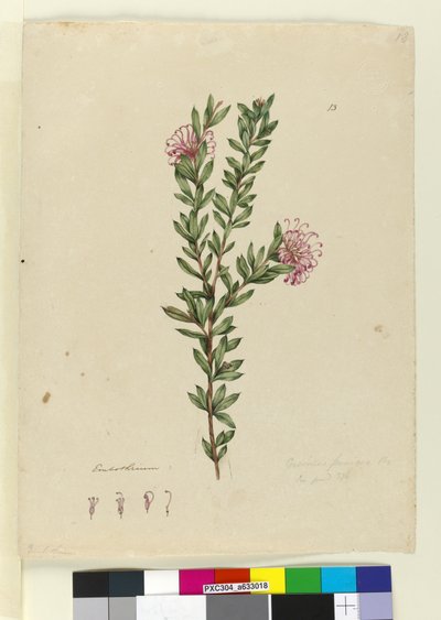 Page 13. Grevillea punicea, c.1803-06 - John William Lewin
