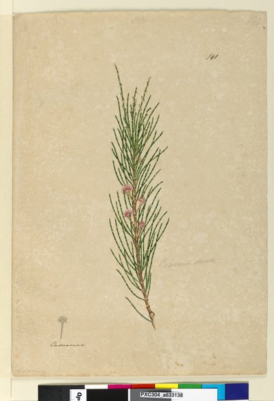 Page 141. Casuarina stricta Allocasuarina verticillata - John William Lewin