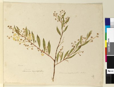 Page 147. Acacia myrtifolia - John William Lewin