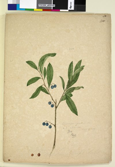 Page 200. Elaeocarpus reticulatus - John William Lewin