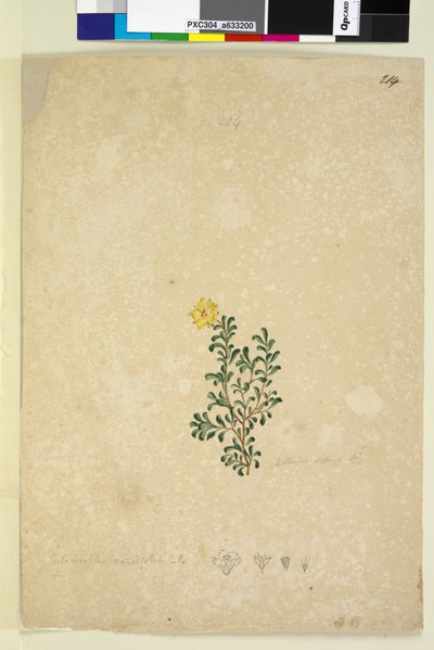Page 214. Hibbertia diffusa - John William Lewin