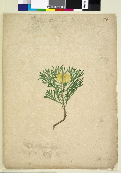 Page 224. Isopogon anemonifolius - John William Lewin