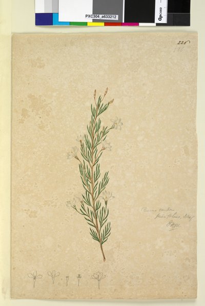 Page 226. Ricinocarpus pinifolius - John William Lewin