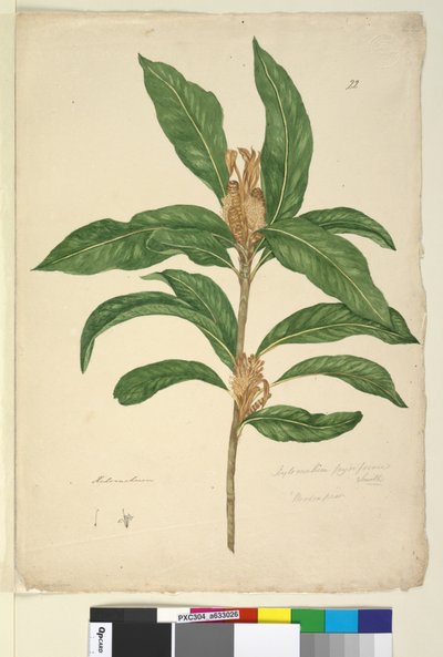 Page 22. Xylomelum pyriforme - John William Lewin