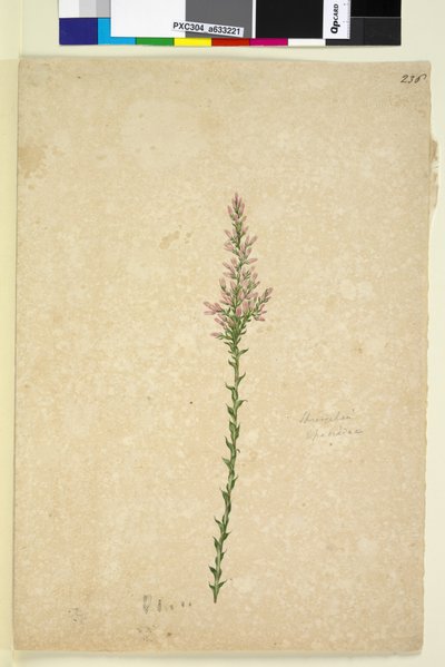 Page 236. Sprengelia - John William Lewin