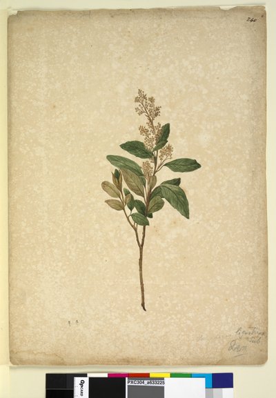 Page 240. Pomaderris ligustrina - John William Lewin