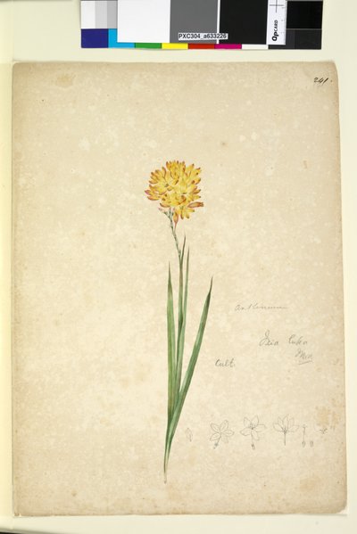 Page 241. Ixia lutea - John William Lewin