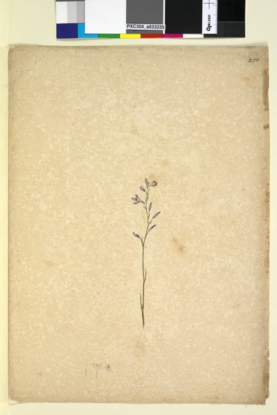 Page 250. Plante non identifiée - John William Lewin
